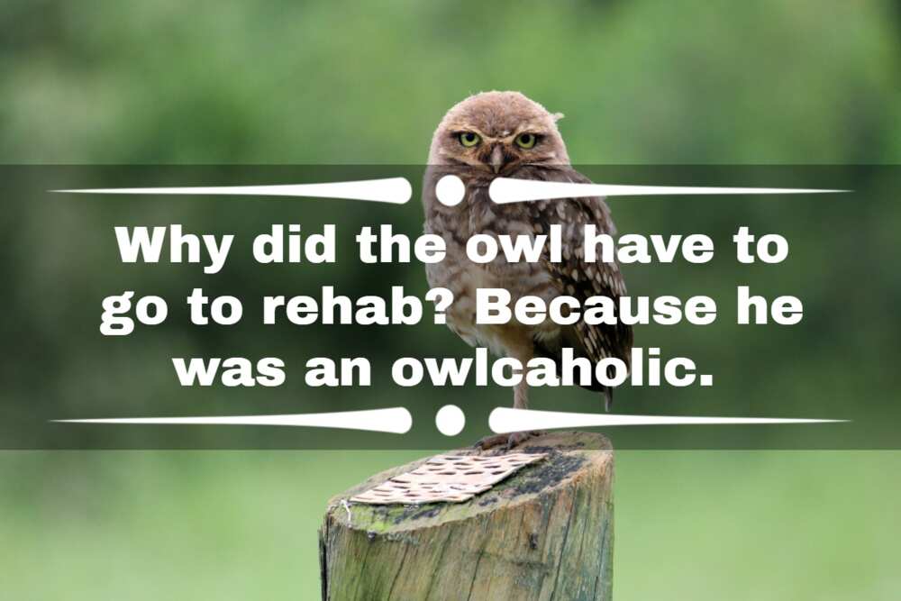 56 funny owl jokes, puns and riddles for people of all ages - Legit.ng