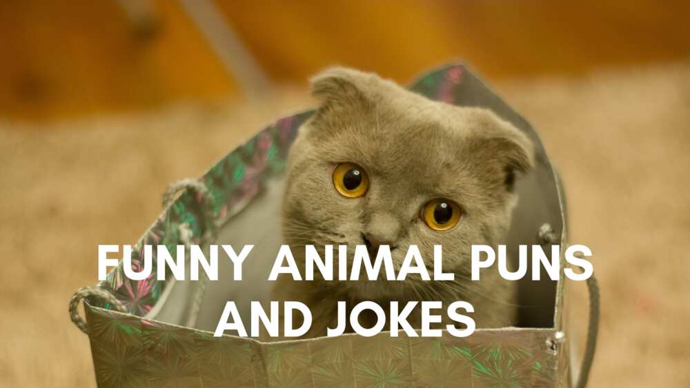 Top 50 funny animal puns and jokes - Legit.ng