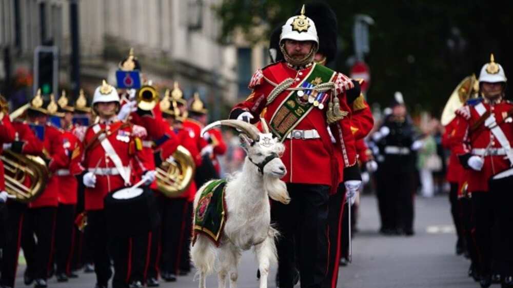 Lance Corporal Shenkin IV/regimental mascot goat/Royal Welsh regiment/King Charles III Lance Corporal Shenkin IV/regimental mascot goat/Royal Welsh regiment/King Charles III