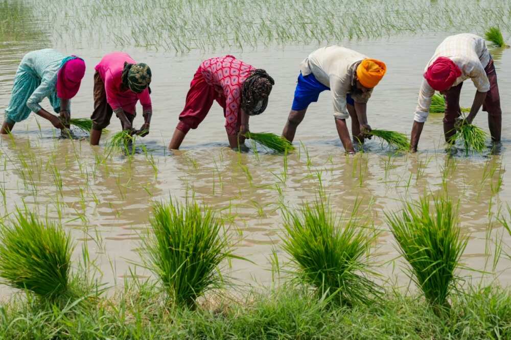 India accounts for 40 percent of global rice exports