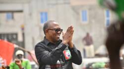 2023 presidential election: Ohanaeze backs Peter Obi’s decision to contest results in court