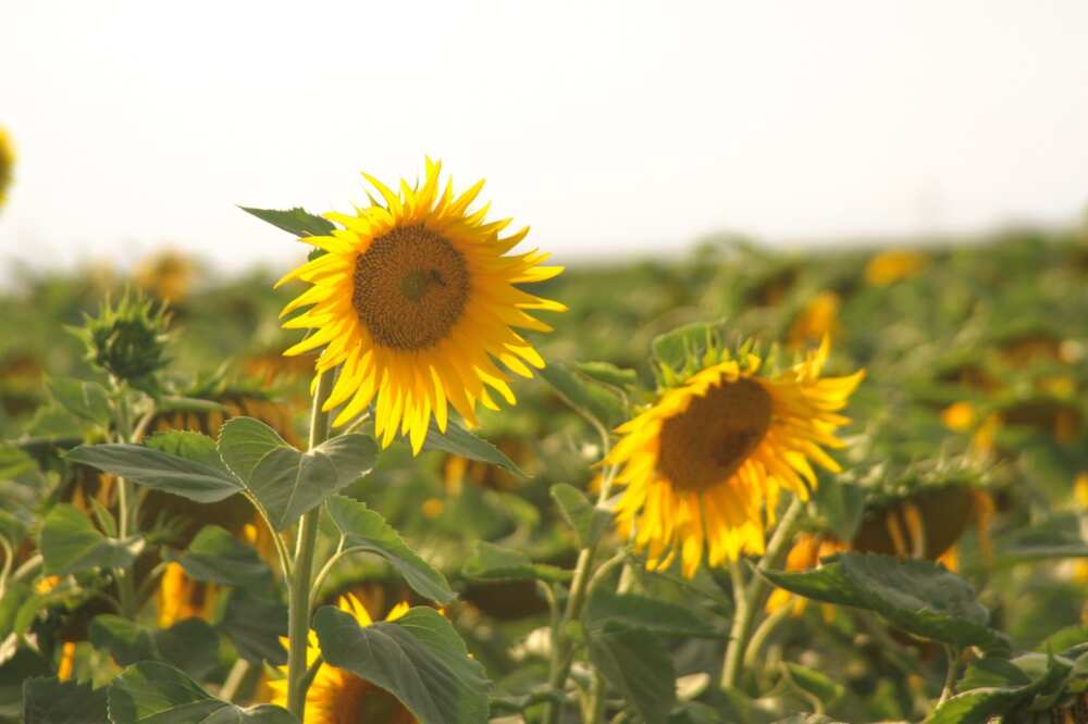 Sunflower Fun Facts You Didn't Know But Now You Do