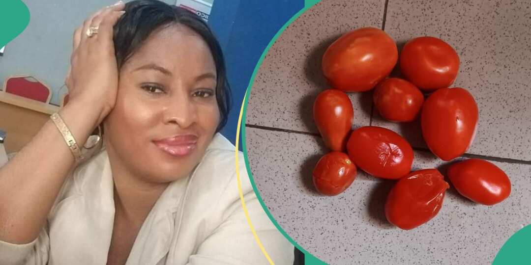 Check out the tomatoes a Nigerian lady purchased for N1,500