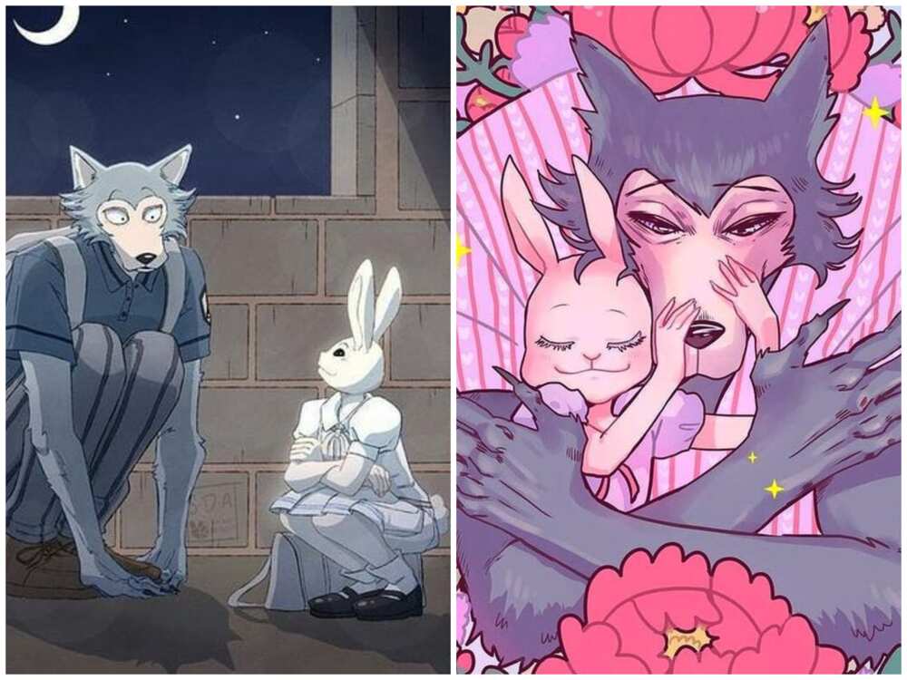 Haru et Legoshi de Beastars