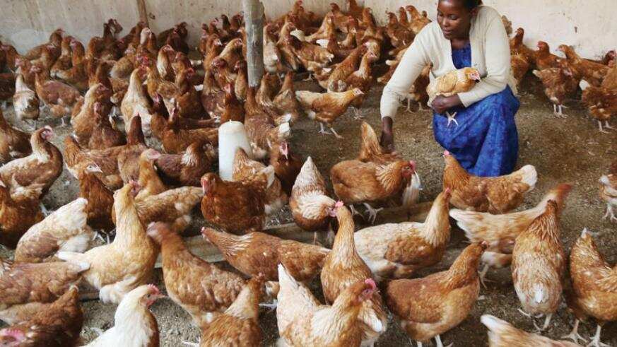 types-of-poultry-farming-in-nigeria-legit-ng