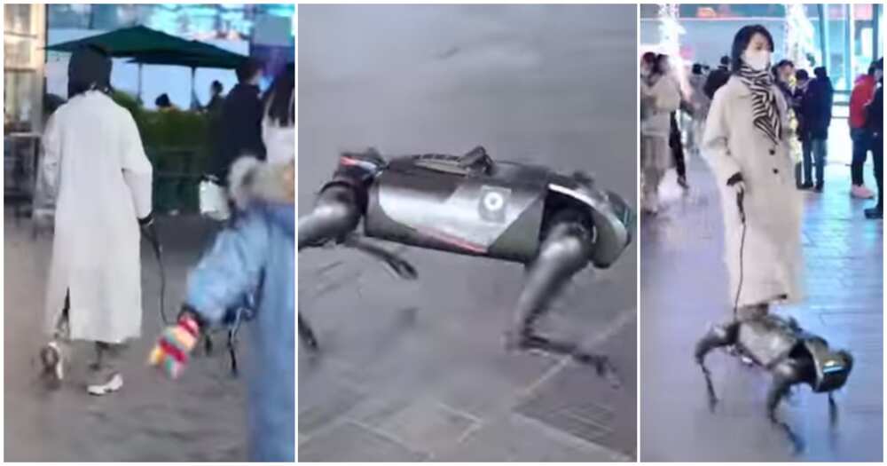 Woan steps out with robotic dog, robotic dog, woman, AI dogs, dogs