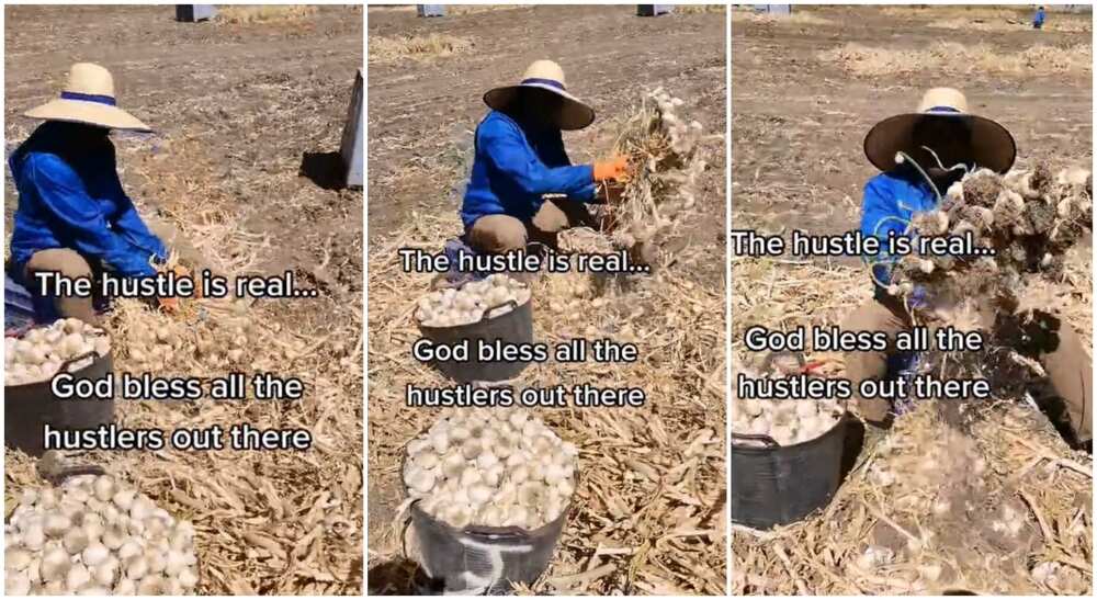 Photos of Nigerian man working at farm abroad. Photos of Nigerian man working at farm abroad.