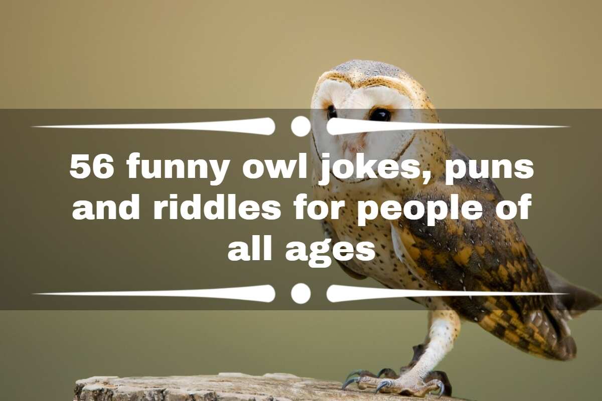 56 funny owl jokes, puns and riddles for people of all ages 