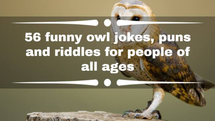 56 funny owl jokes, puns and riddles for people of all ages