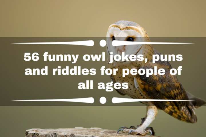 56 funny owl jokes, puns and riddles for people of all ages - Legit.ng