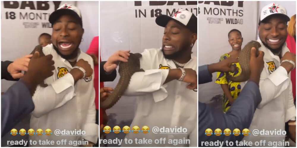 Davido with pangolin