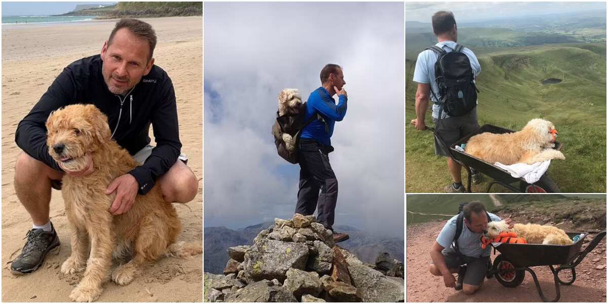 Man takes his dying dog for his last walk to the mountain, emotional photos of them stir massive reactions