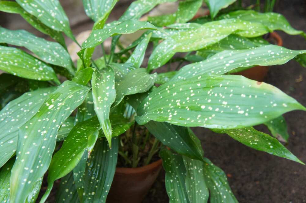 houseplants that don't need sunlight houseplants that don't need sunlight
