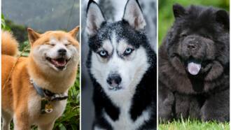 Les chiens d'Asie : découvrez nos amis poilus d'Orient