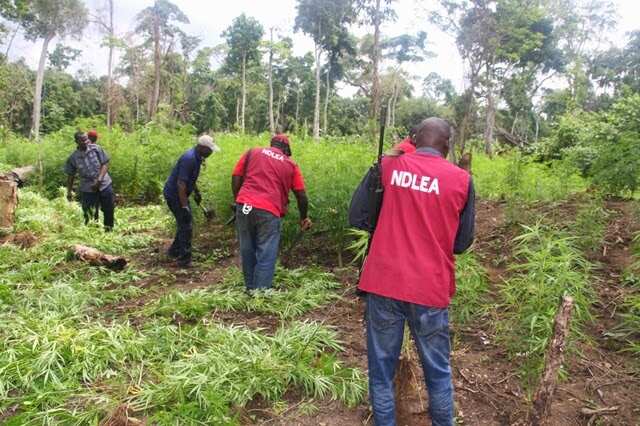 From Celebration to Detention: Double Wahala As NDLEA Raids Abuja Party Venue, Arrests Organisers, Others