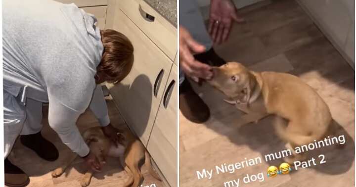 Annoints dog, prays for dog, Nigerian mother, African mother