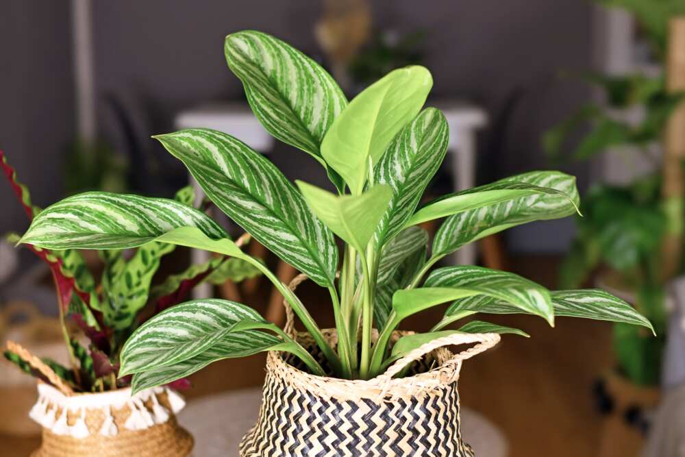 hard to kill plants that don’t need sunlight hard to kill plants that don’t need sunlight