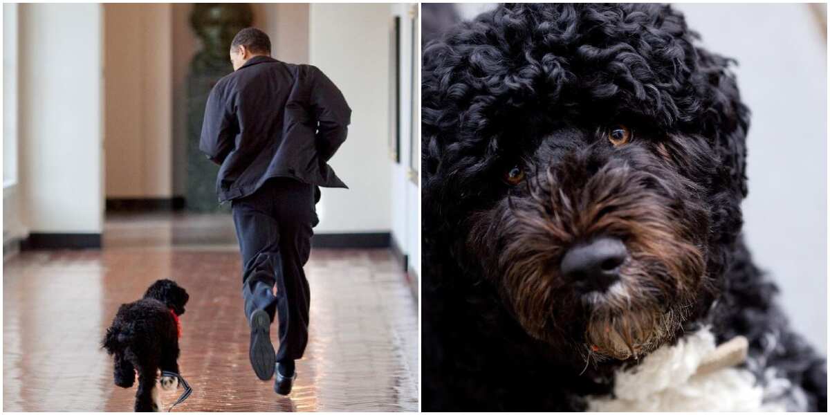 Lost a true friend: Barack Obama, family mourn death of beloved dog Bo