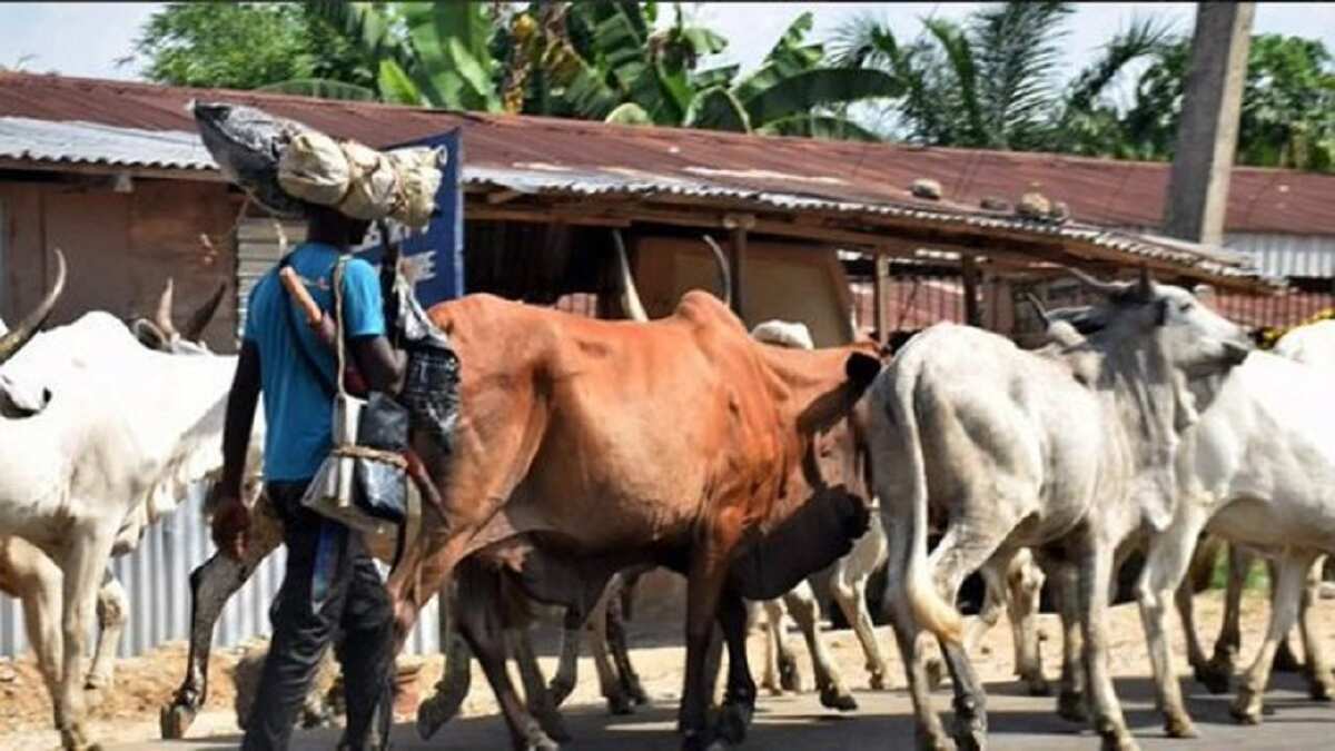 Nama ya kare a jihar Kwara sakamakon tsadar farashin shanu a yankin