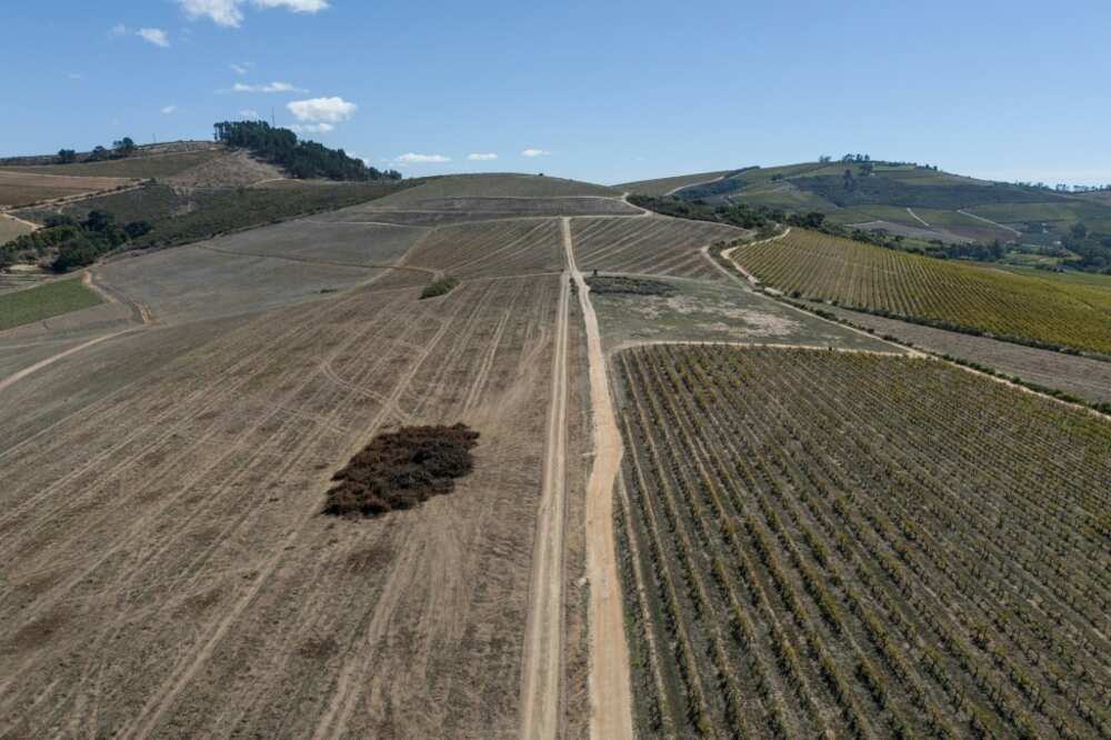 Replanting is done in phases, with old vines notably Chenin keeping up production while the new ones grow