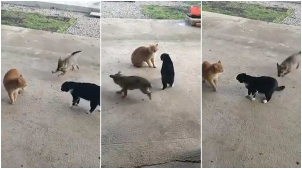 Small dog looks for two cats' trouble, video show how it keeps playing with their tails