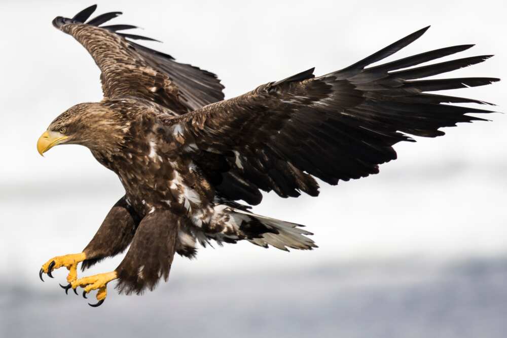 A White-Tailed eagle flying