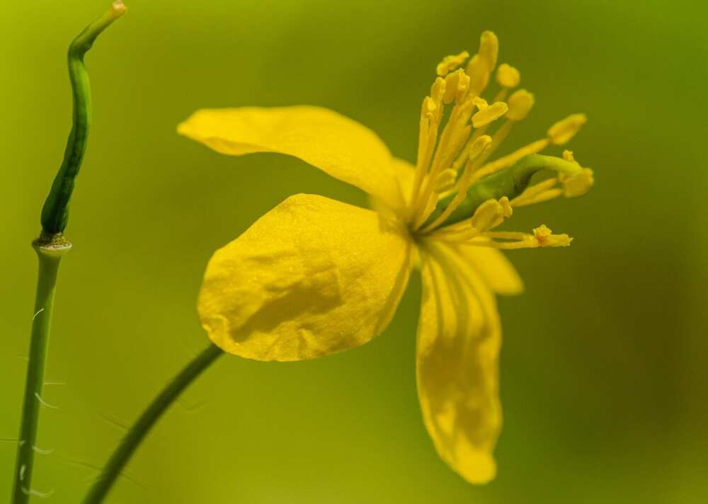 A yellow celandine flower in bloom