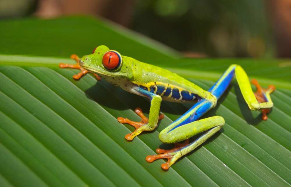 100+ great toad and frog names for your small amphibian friend - Legit.ng