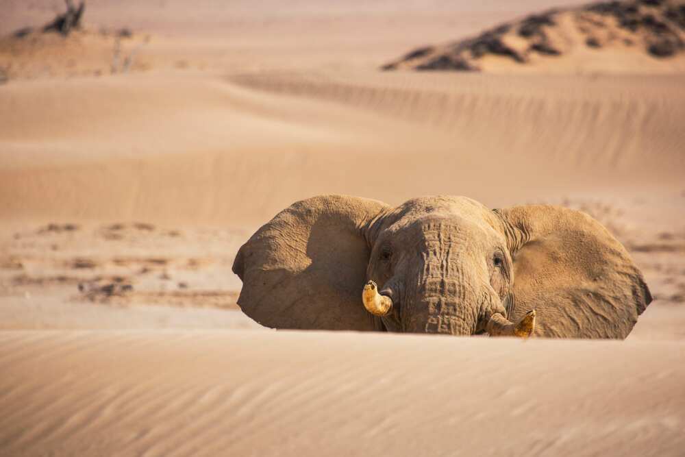 animaux du désert - éléphant animaux du désert - éléphant
