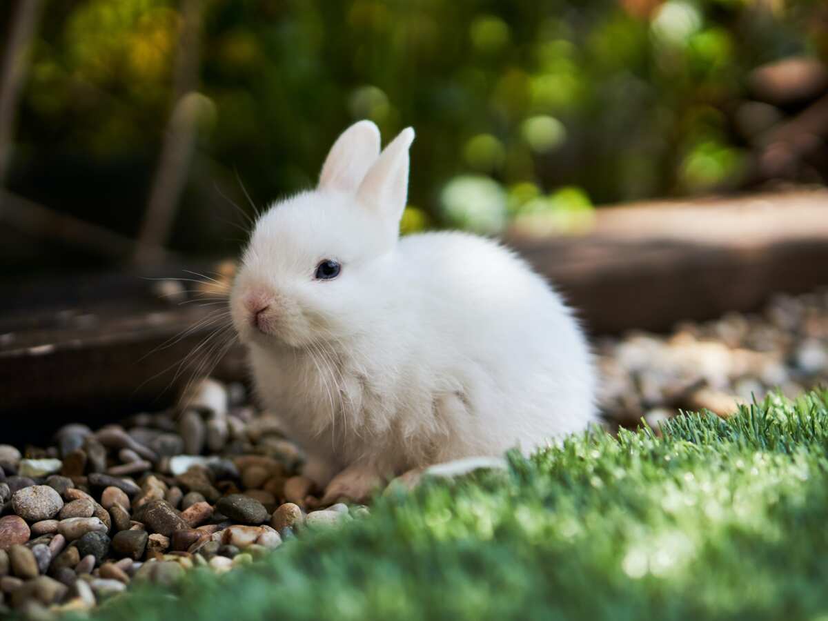 cutest baby bunny in the world 2022