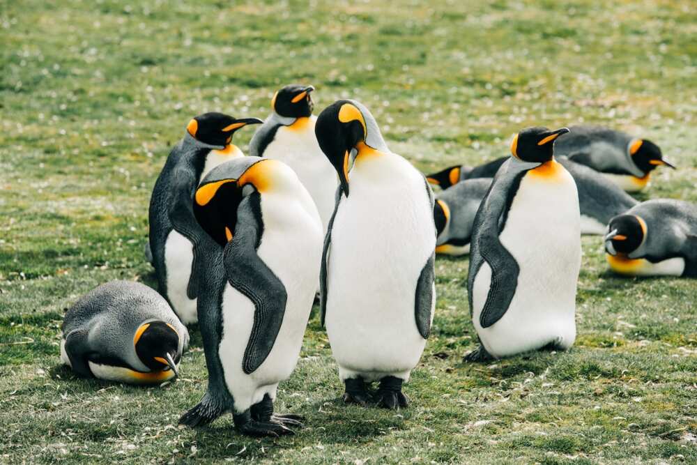 Interesting facts about penguins Interesting facts about penguins