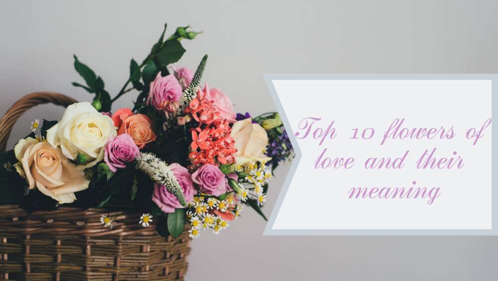 Top 10 flowers of love and their meaning