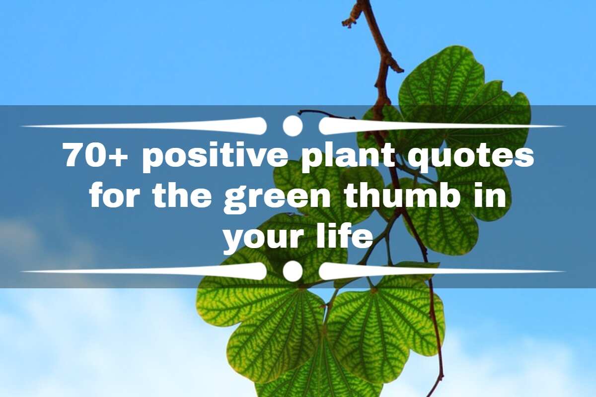 70+ positive plant quotes for the green thumb in your life