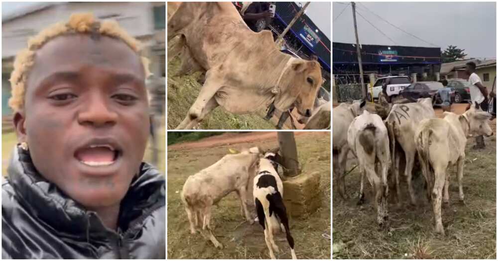 Beryl TV 778301063819a3a7 “Akoi Cow Lee”: Portable Brags As He Buys 5 Cows, 2 Rams for Sallah, Shows Them Off in Video, Fans React 