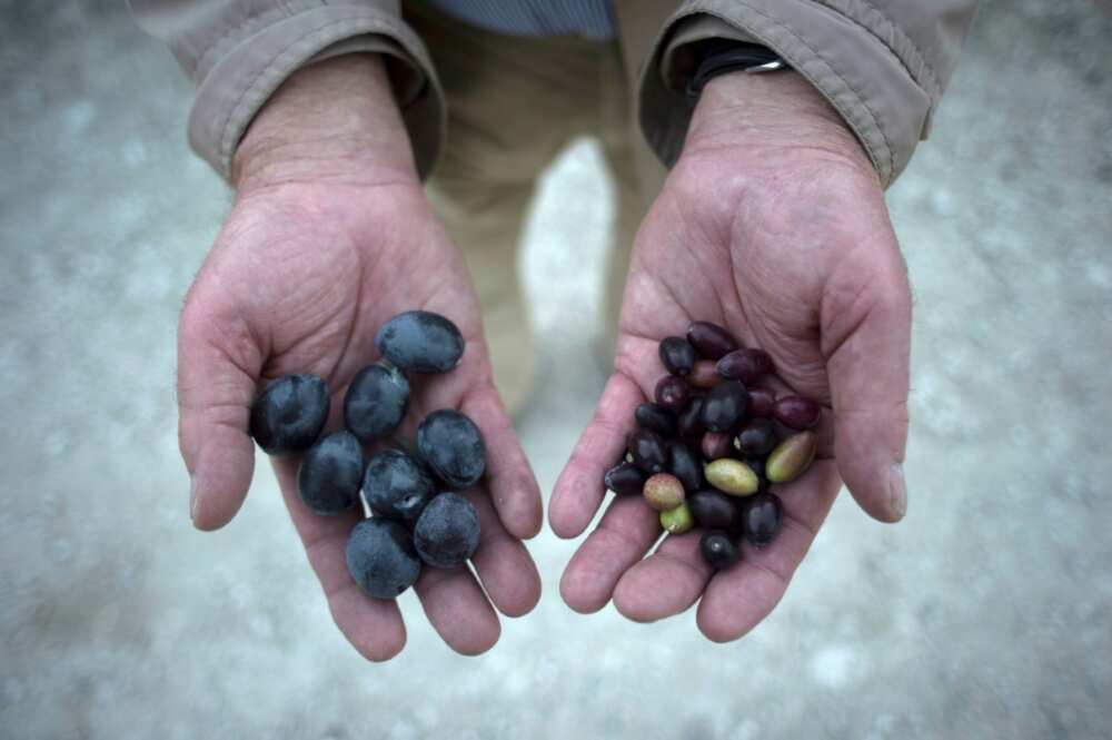 A farmer shows olives bearing the effects of drought (R) near Jaen in southern Spain
