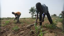 Are Nigerian farmers safe? 165 killed in March as bandits rampage across states