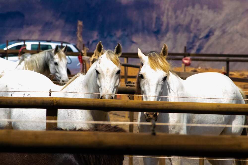 White horse names White horse names