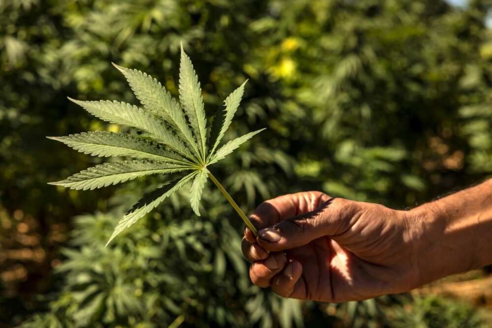 Growers hope that a change in the law will help them profit legally from medicinal cannabis, increasingly used to treat conditions including multiple sclerosis and epilepsy