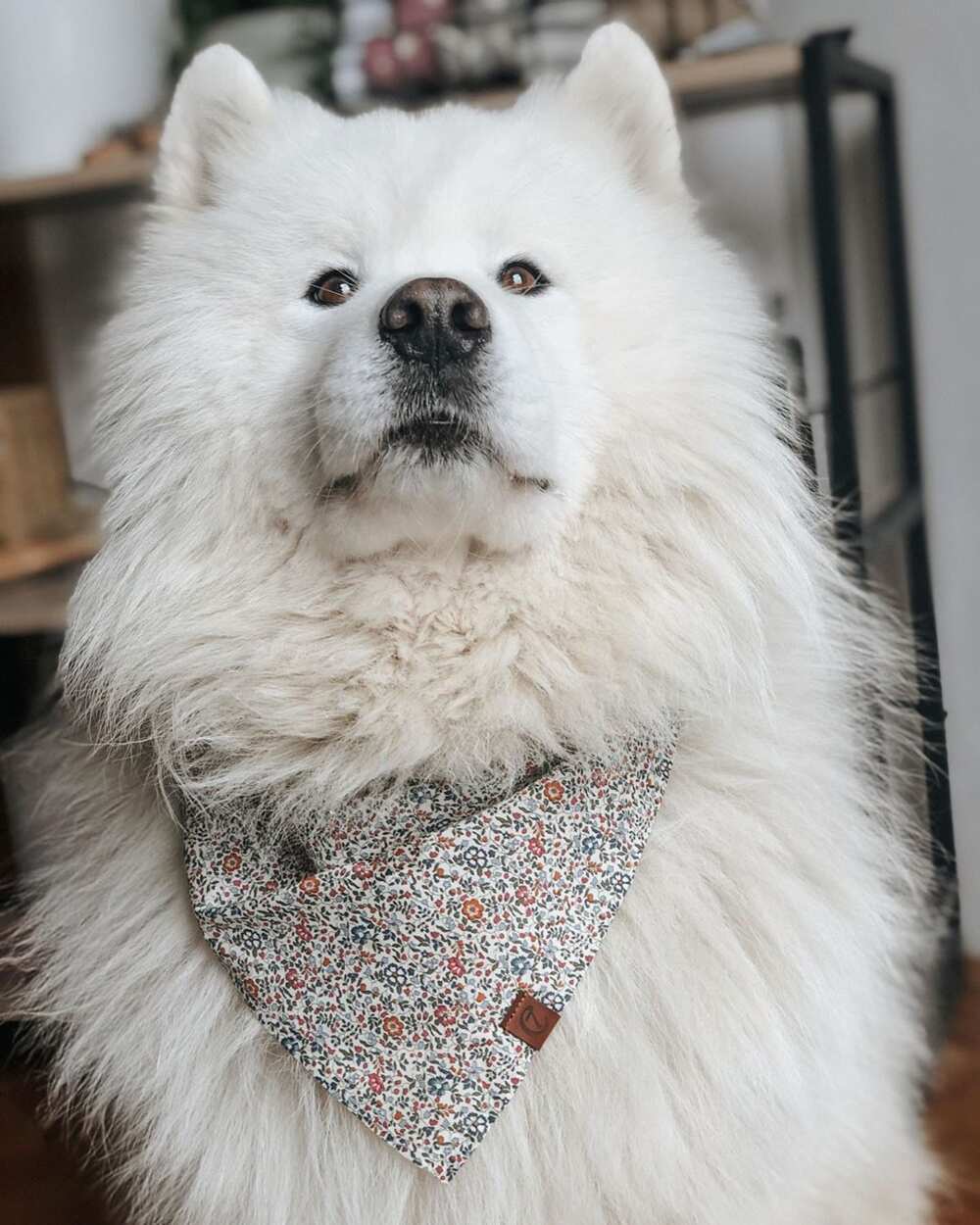 What is the most expensive dog? What is the most expensive dog?