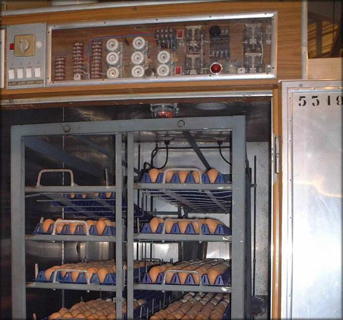 Incubator for poultry
