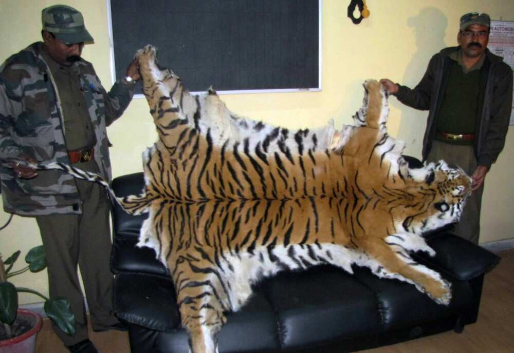 It is hoped the new technology will help law enforcement agencies determine where tiger skins come from and allow them to investigate the transnational networks involved in trafficking tigers It is hoped the new technology will help law enforcement agencies determine where tiger skins come from and allow them to investigate the transnational networks involved in trafficking tigers