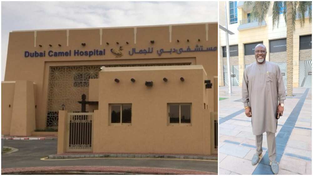 Melaye shares video of beautiful hospital built for camel in Dubai, Nigerians react Melaye shares video of beautiful hospital built for camel in Dubai, Nigerians react
