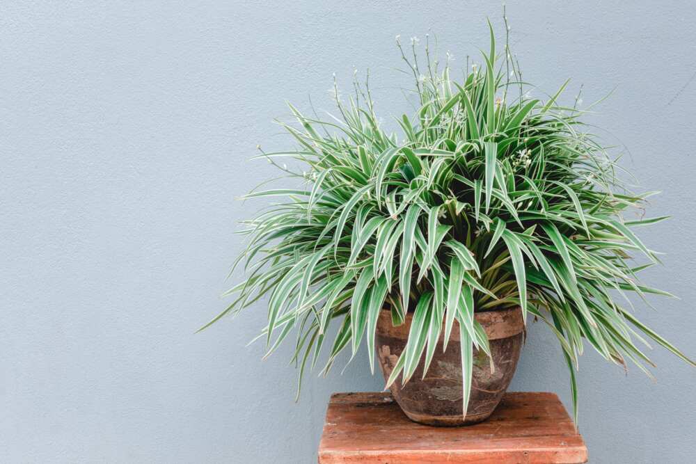 what plants don't need sunlight what plants don't need sunlight