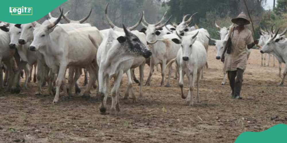 OPC, Amotekun, others clash with herdsmen in Oyo