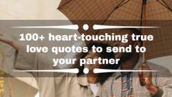 100+ heart-touching true love quotes to send to your partner