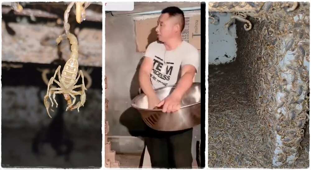 A man who owns scorpion farm feeds them.