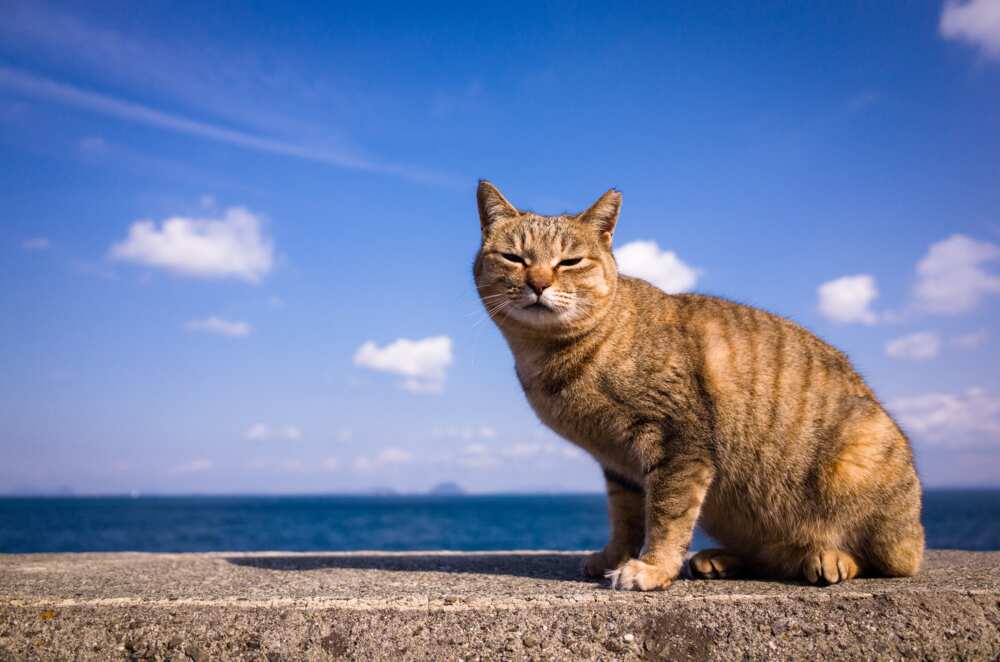 Noms de chat japonais