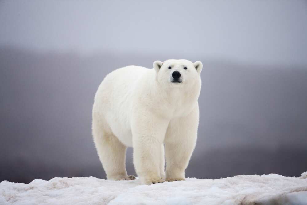 ours l'animal le plus beau du monde