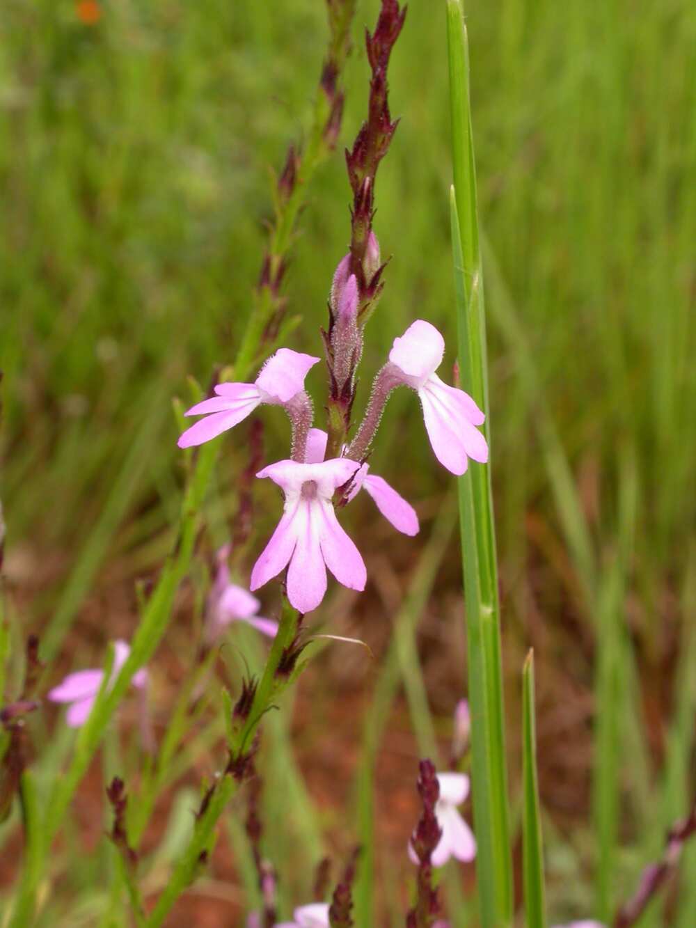 Striga Striga