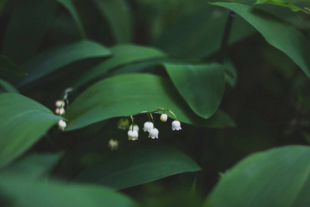 Lily of the valley is considered the key to love and happiness